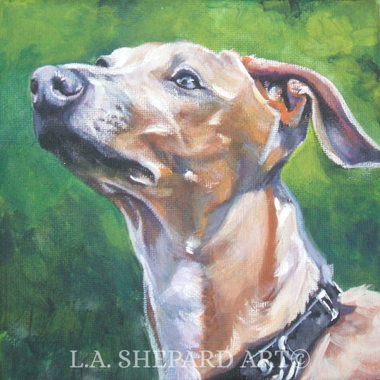 ITALIAN GREYHOUND portrait dog art canvas PRINT of LAShepard painting 8x8"
