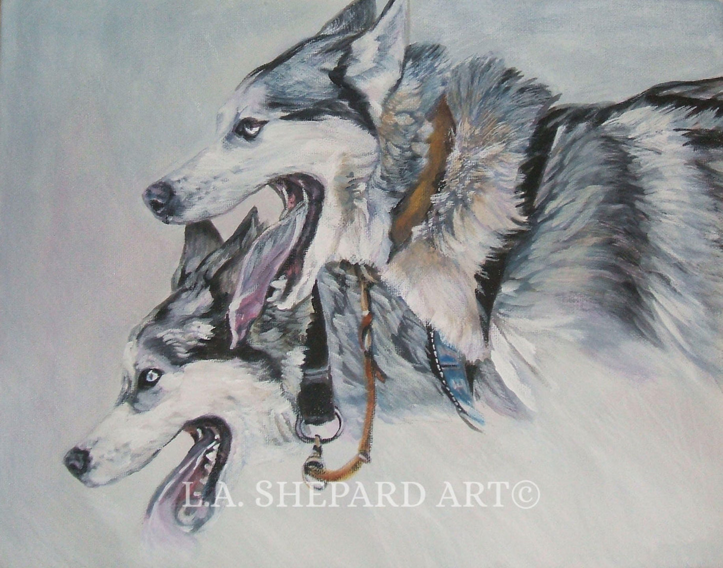 Siberian HUSKY sled dog ART portrait PRINT of LAShepard dog painting 8x10"