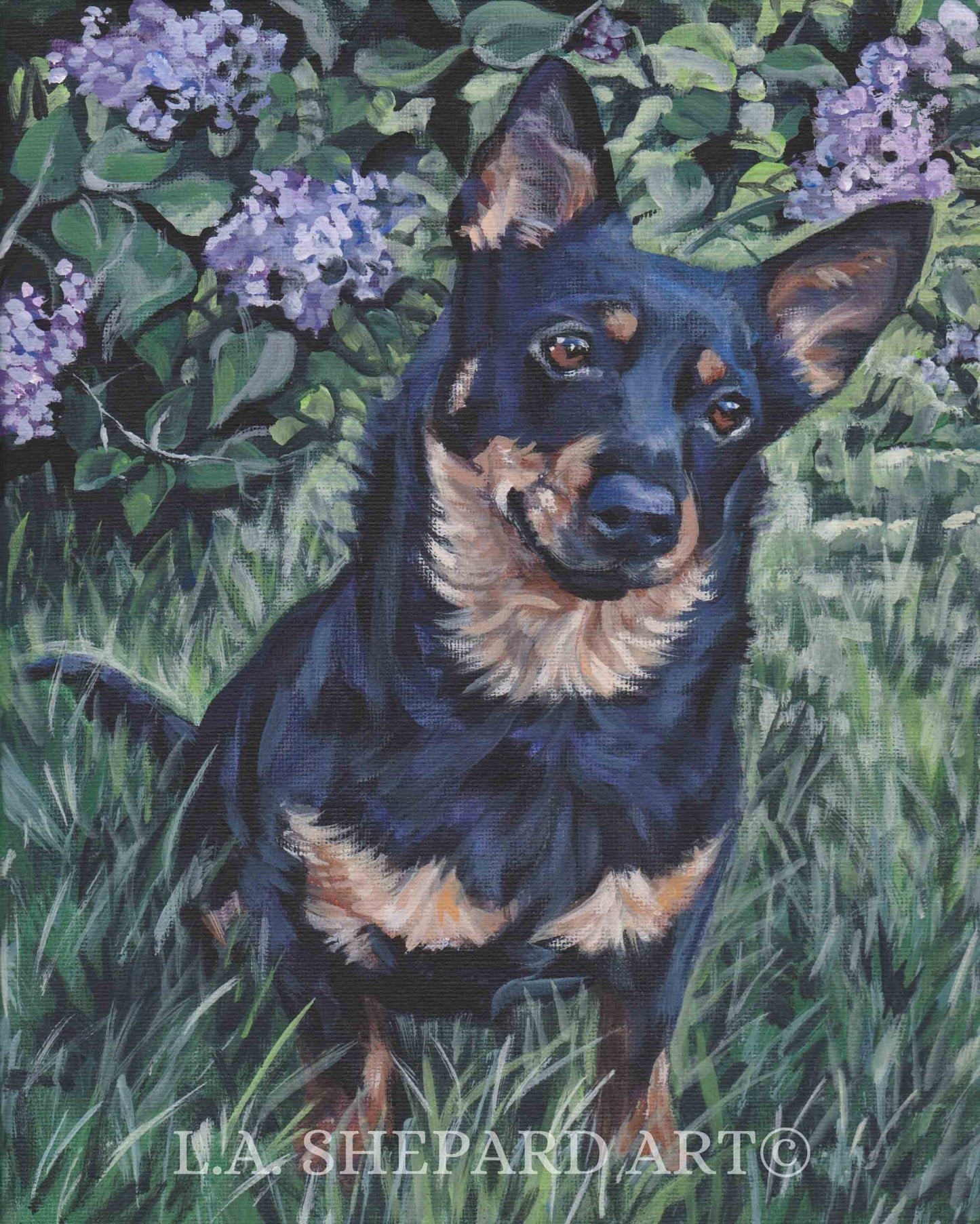 Lancashire Heeler dog art canvas print of LA Shepard painting 8x10"