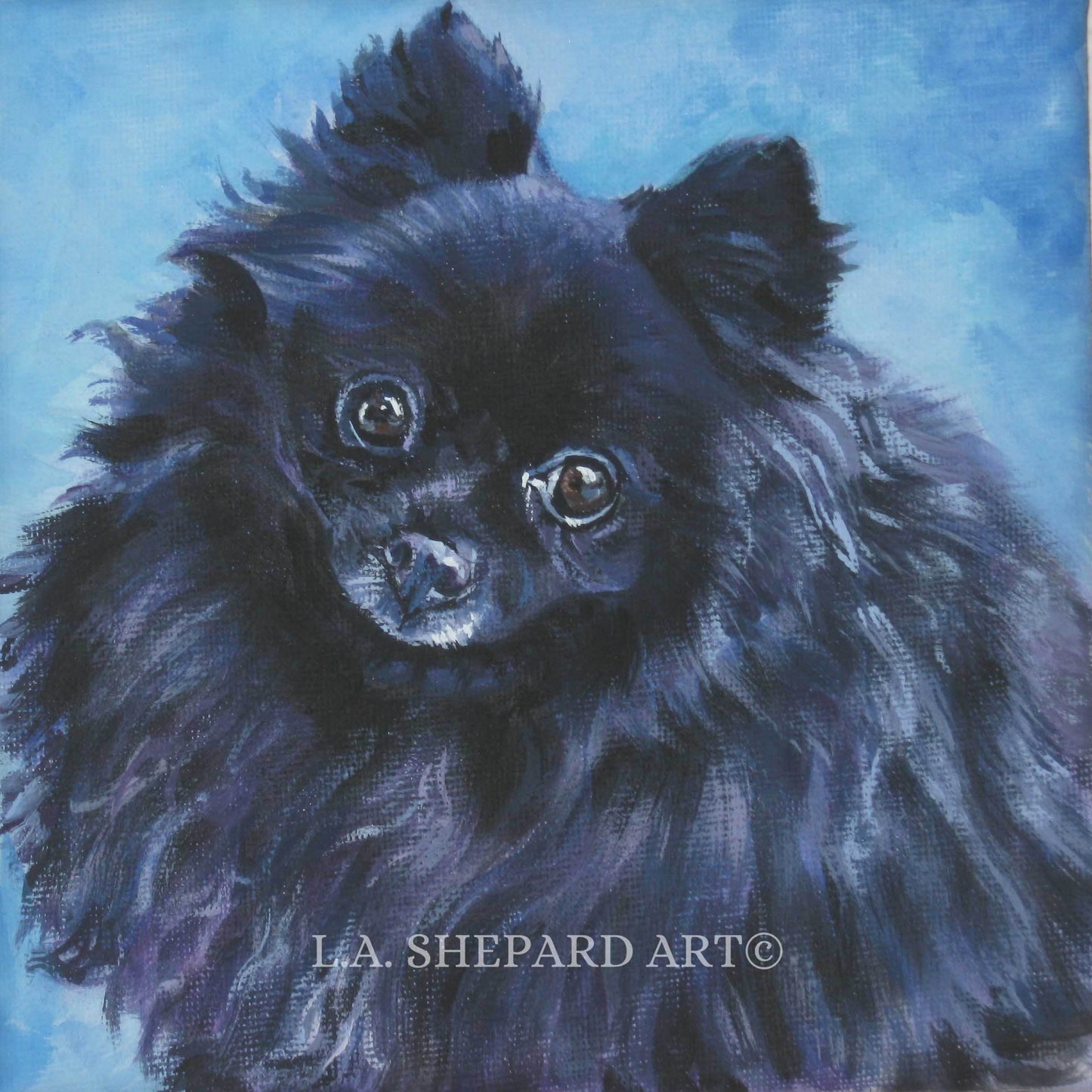 black POMERANIAN dog portrait ART canvas PRINT of LAShepard painting 12x12"