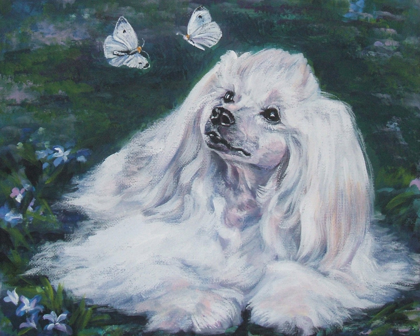 chinese crested powderpuff dog art CANVAS print of LA Shepard painting 11x14