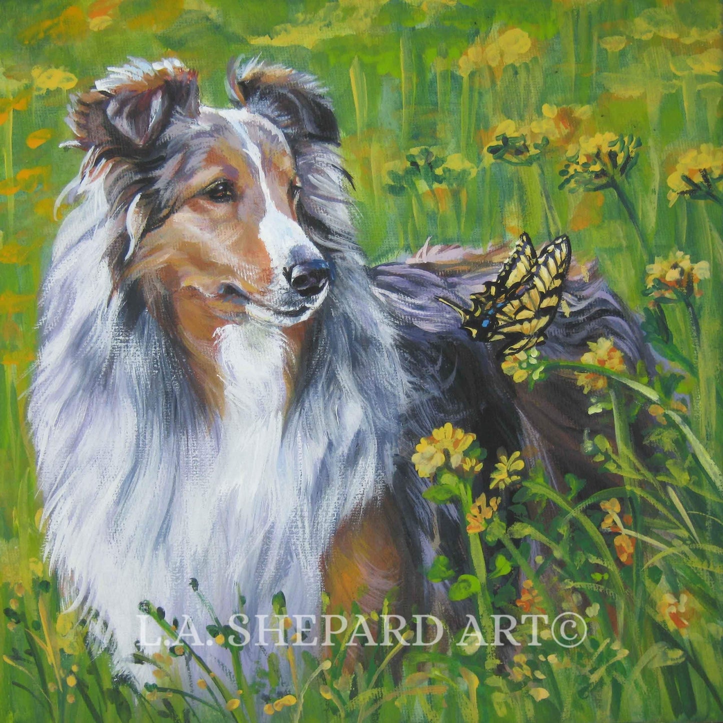 SHETLAND SHEEPDOG Sheltie dog ART canvas print of LAShepard painting 12x12