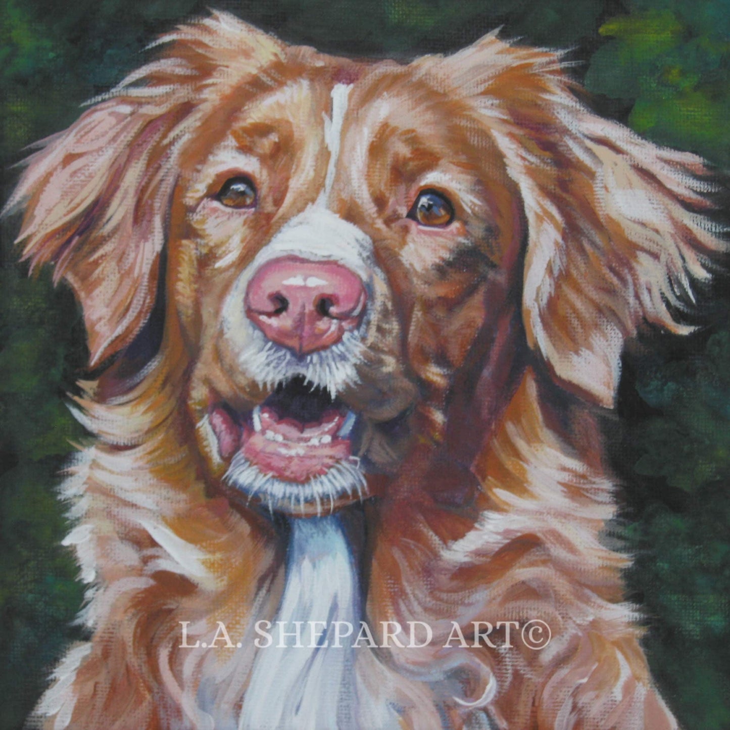 Nova Scotia Duck Tolling Retriever TOLLER dog ART PRINT of LAShepard painting 8x8"