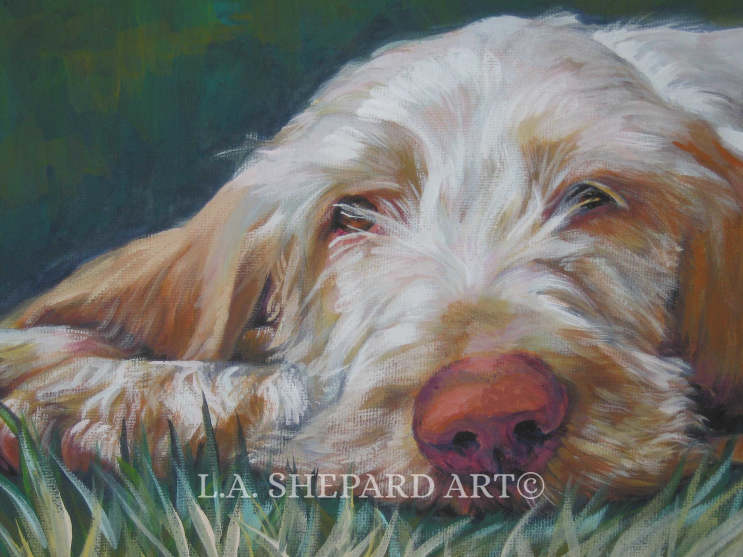SPINONE ITALIANO DOG art portrait canvas print of LAShepard painting 8x10