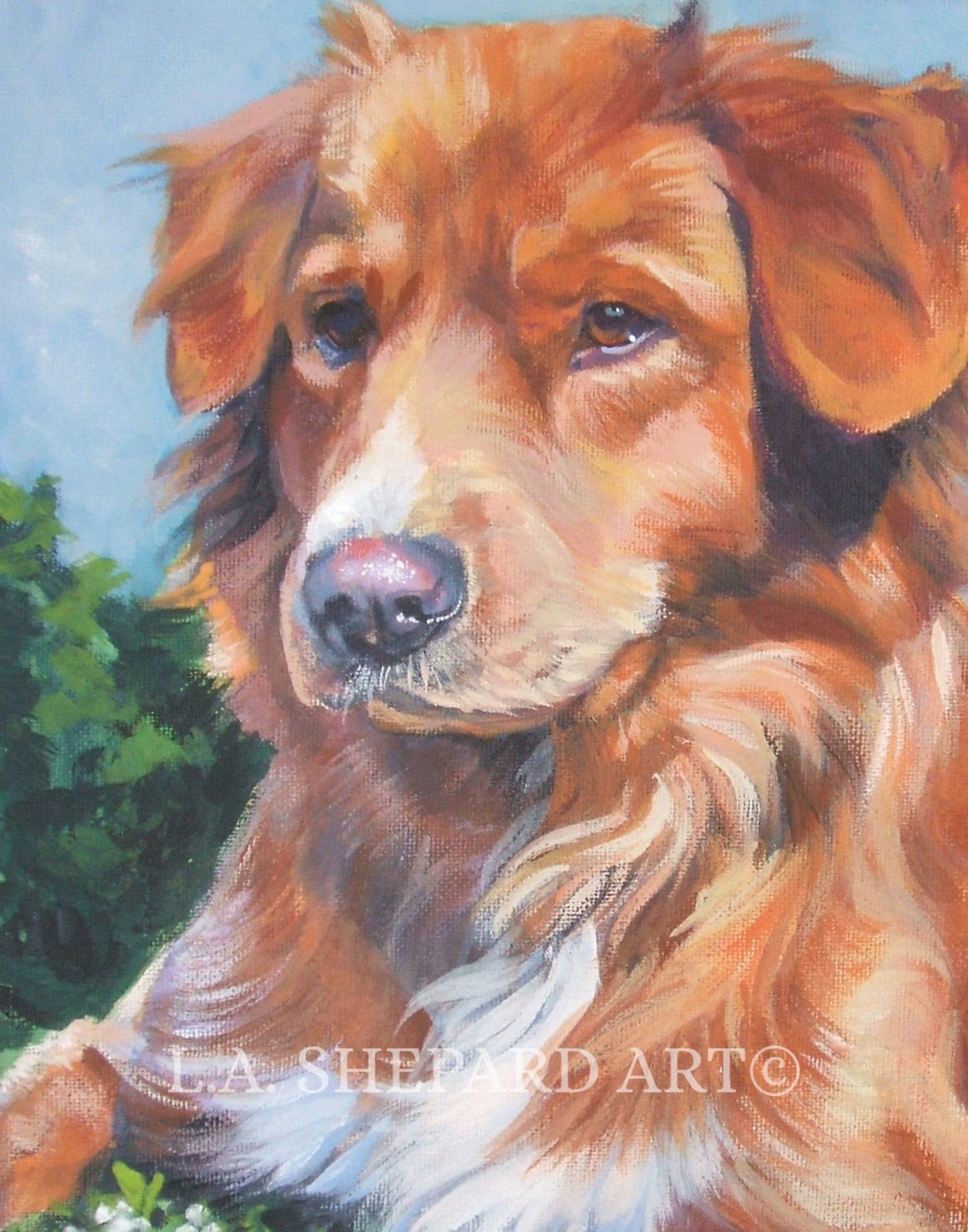 Nova Scotia Duck Tolling Retriever TOLLER dog ART canvas PRINT of LAShepard painting 8x10"