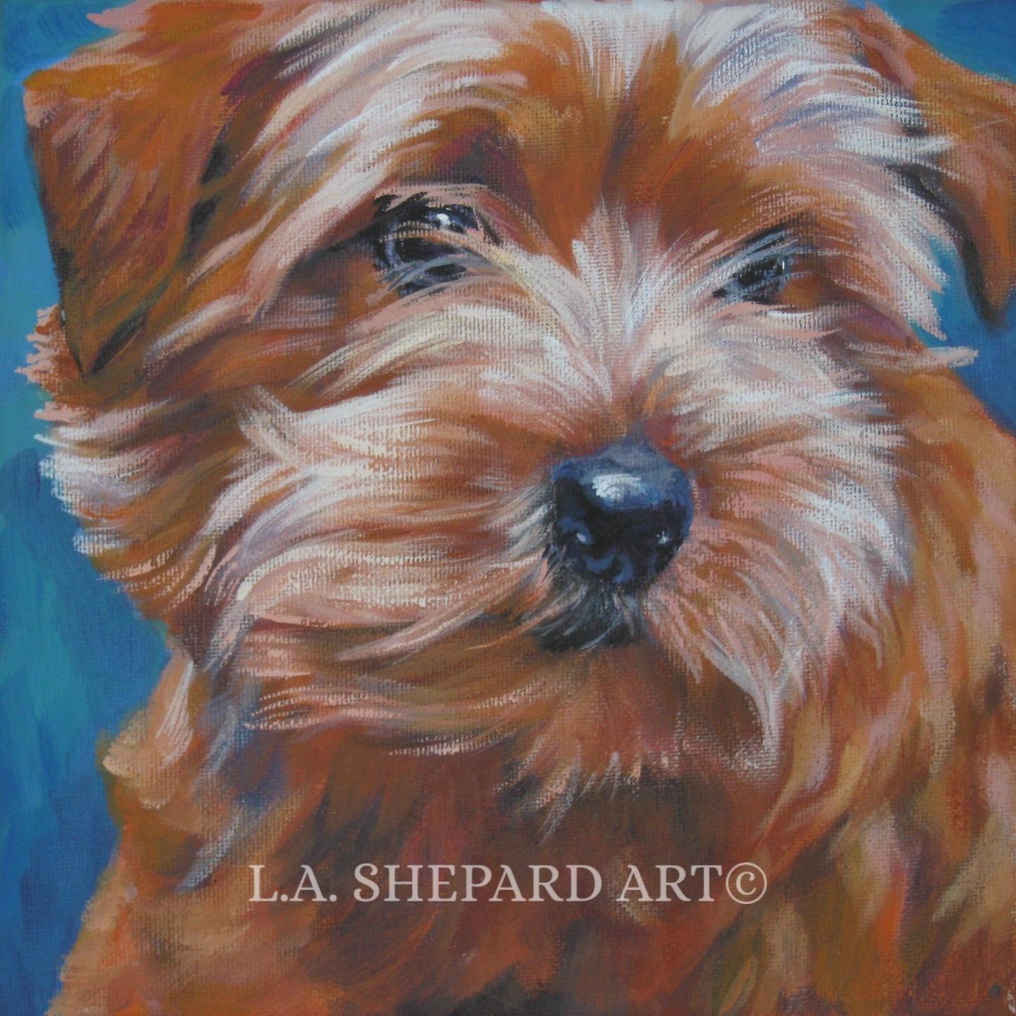 NORFOLK TERRIER dog portrait ART canvas print of LAShepard painting 12x12