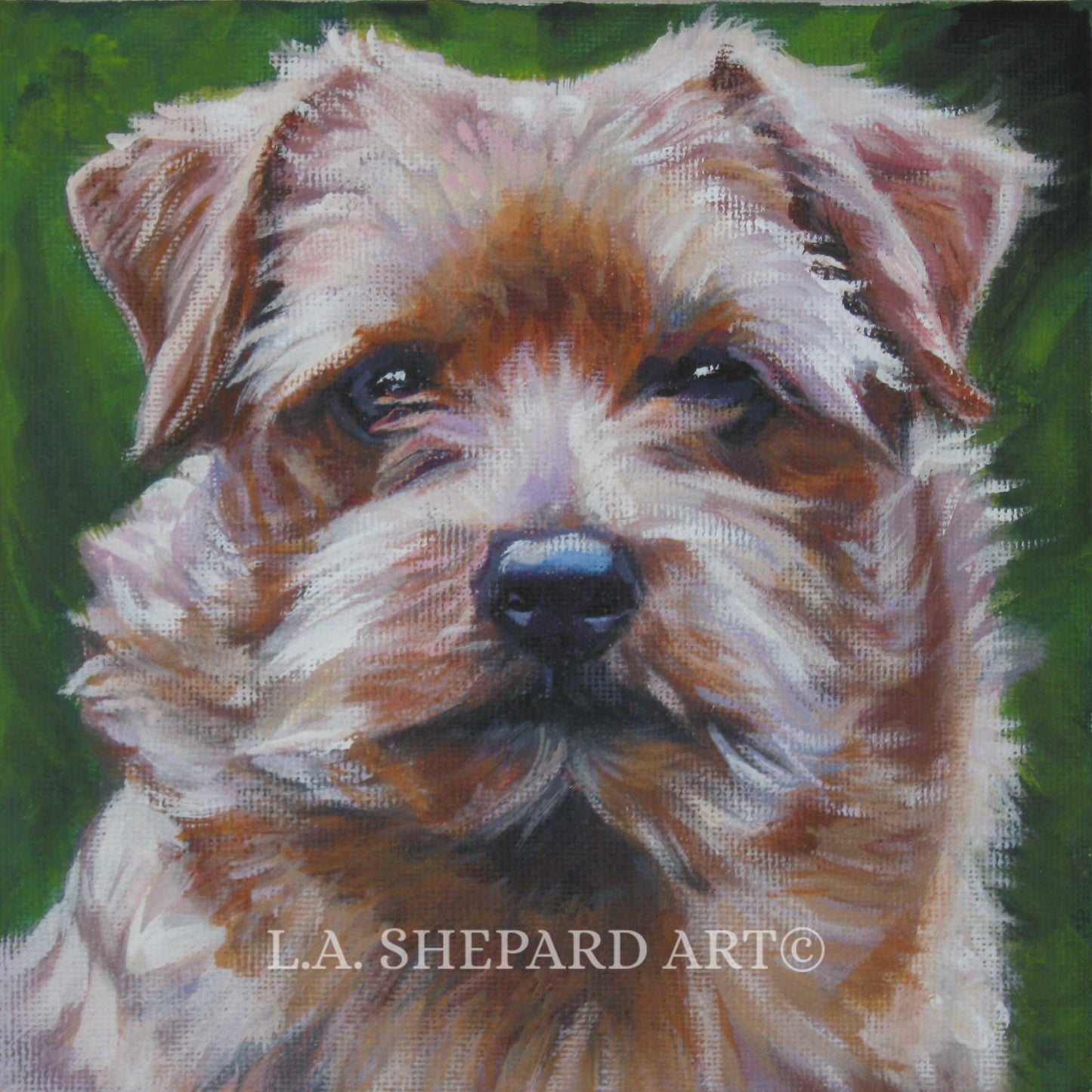 NORFOLK TERRIER DOG portrait art print of LAShepard painting 8x8