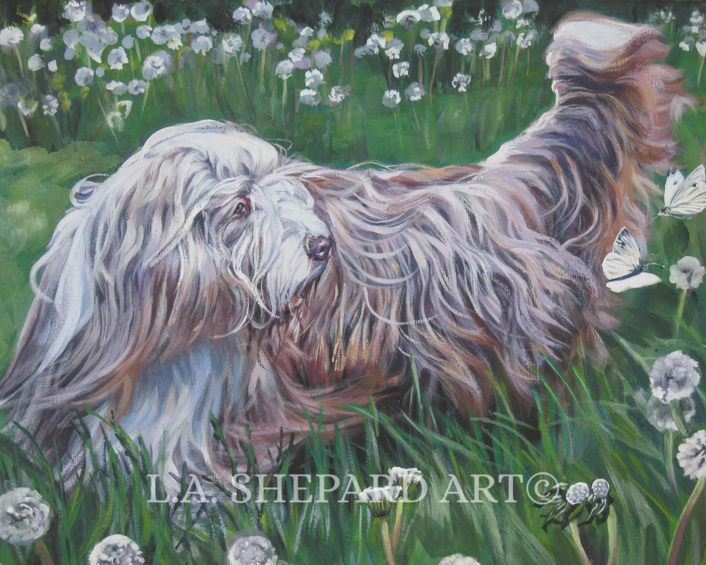 BEARDED COLLIE dog ART print of LAShepard painting 12x16
