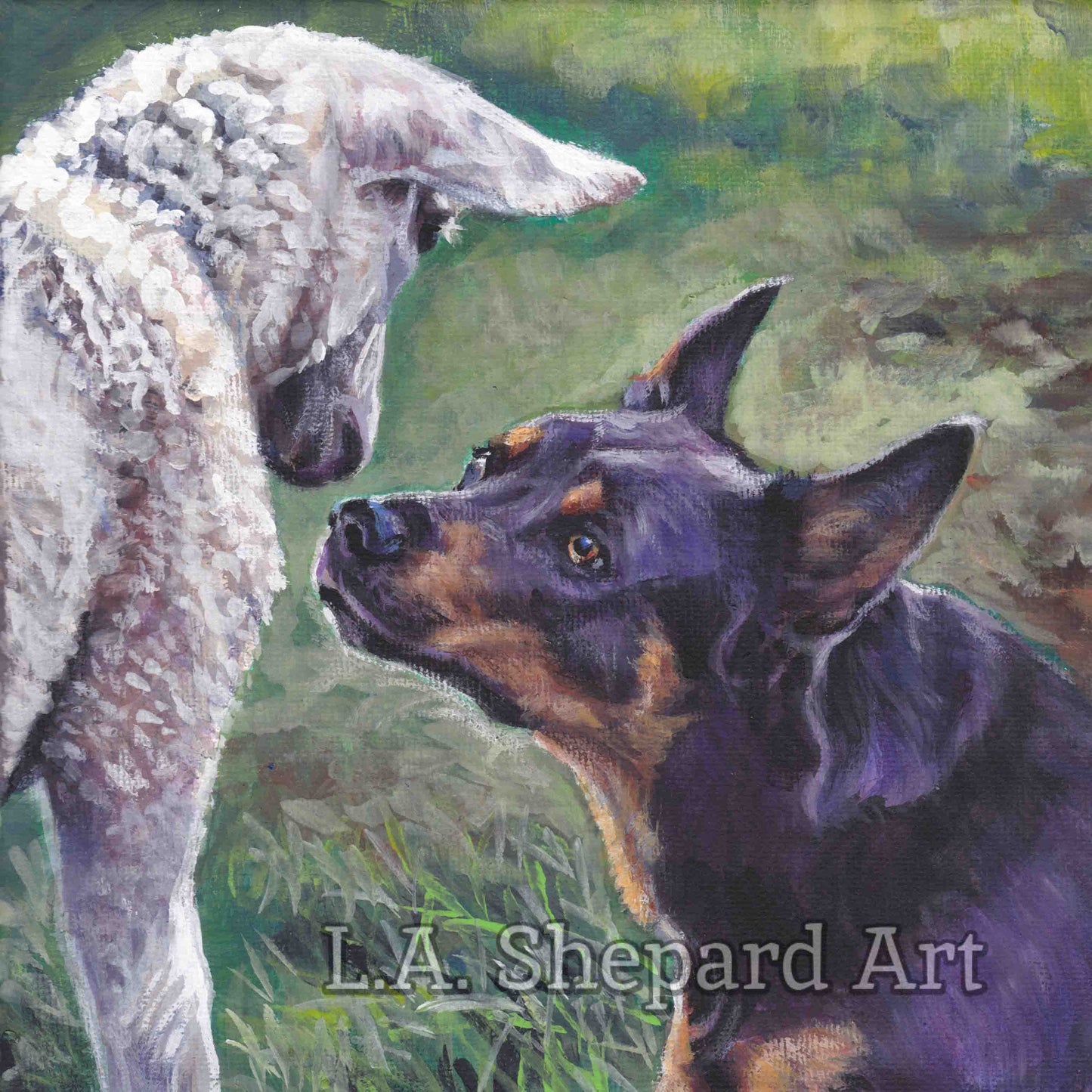 AUSTRALIAN KELPIE and sheep canvas PRINT of LAShepard painting dog art 12x12