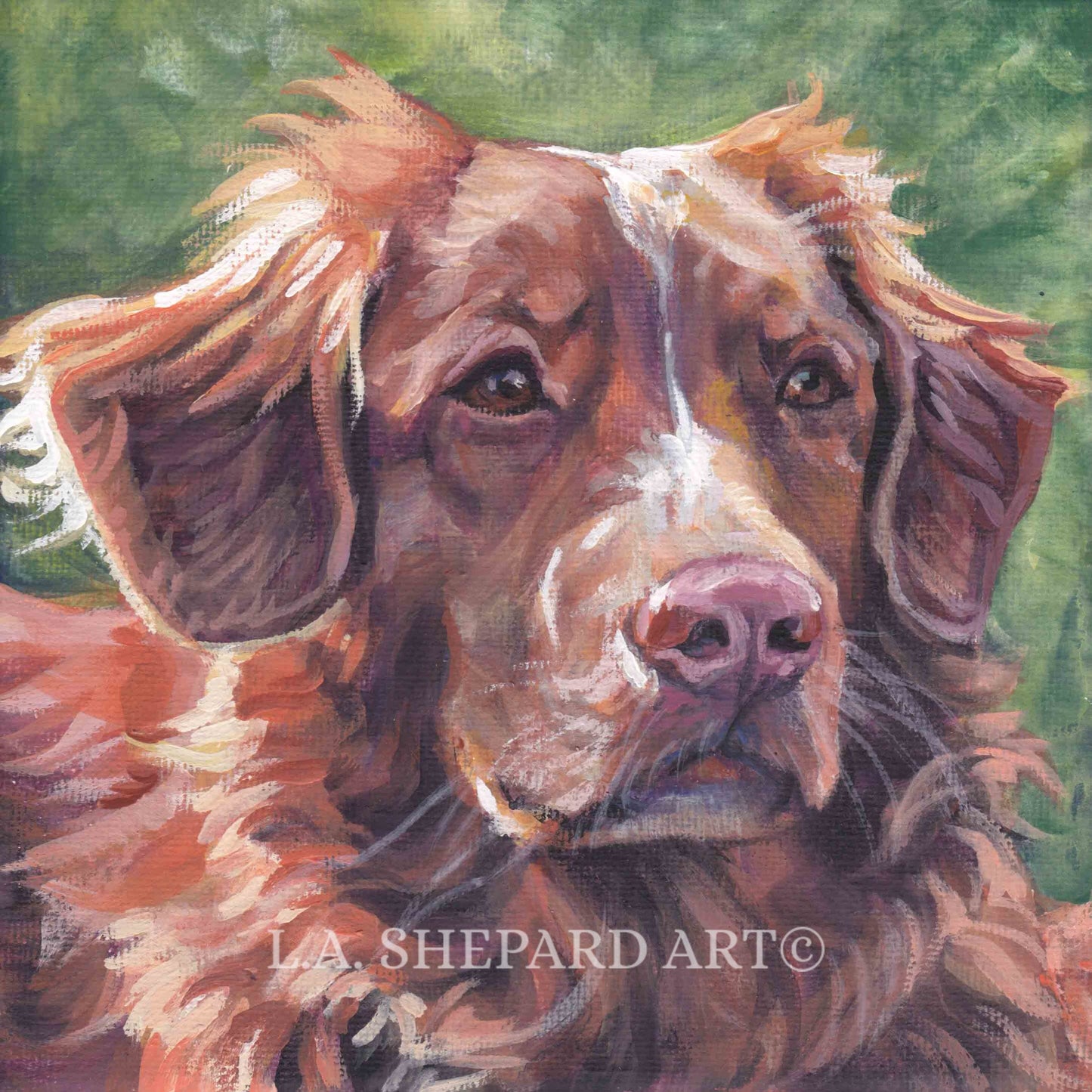 Nova Scotia Duck Tolling Retriever TOLLER dog ART canvas PRINT of LAShepard painting 12x12"