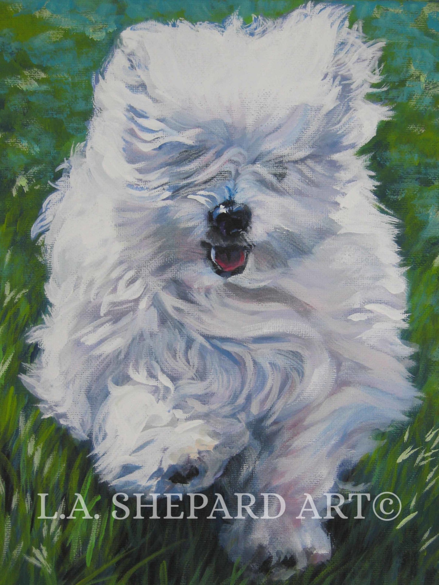 COTON De Tulear dog ART canvas PRINT of LAShepard painting 8x10