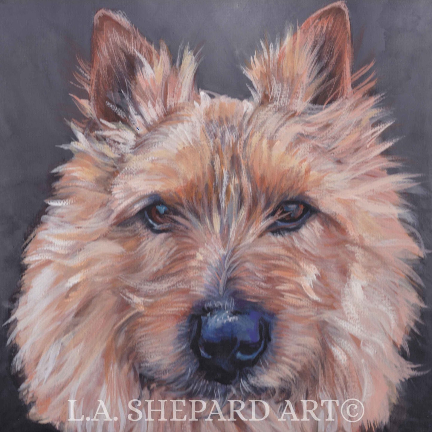 NORWICH TERRIER dog portrait art PRINT of LAShepard painting 8x8"