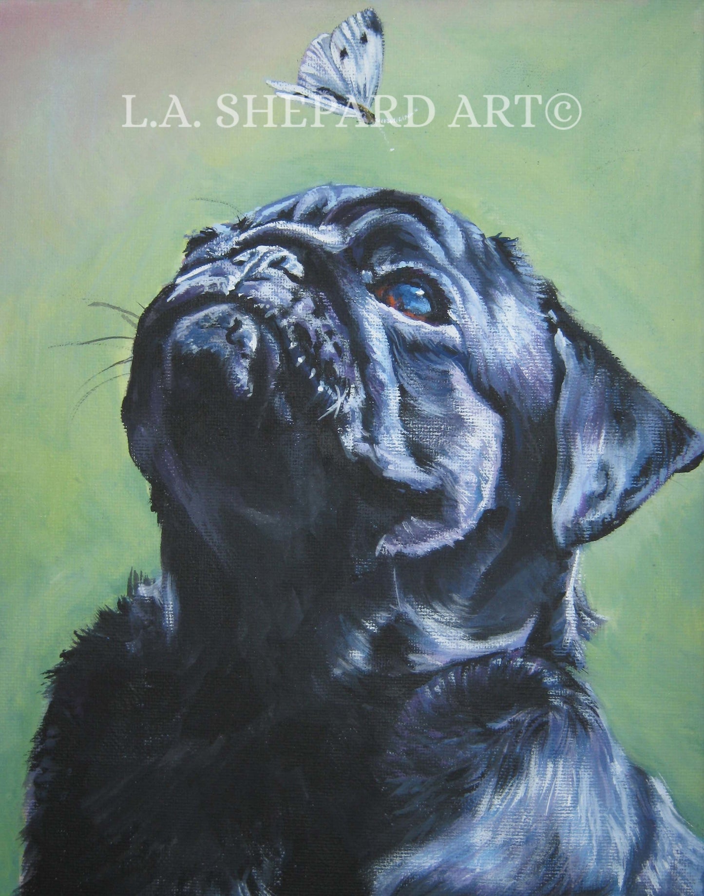 black PUG dog ART portrait canvas PRINT of LAShepard painting 8x10"