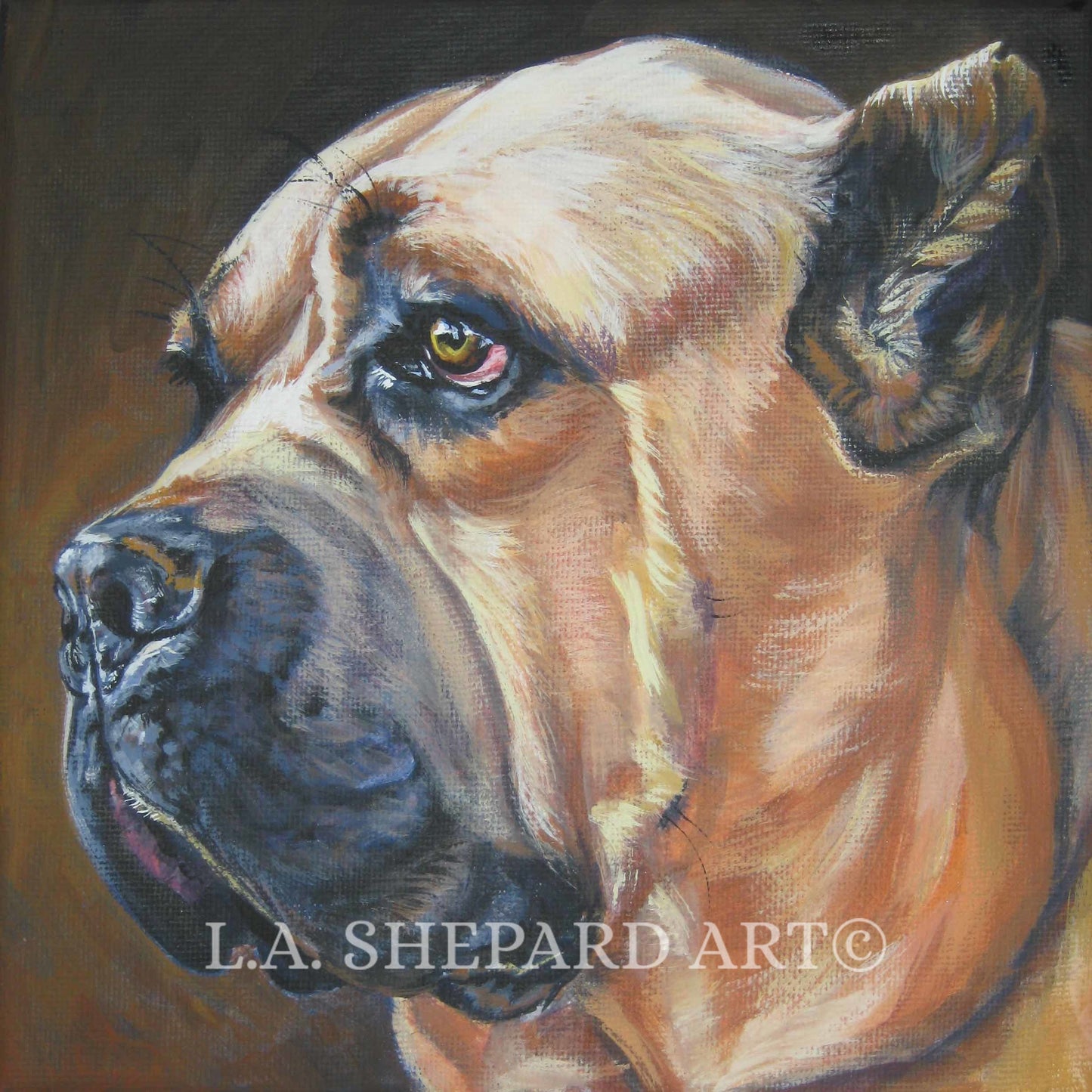 CANE CORSO dog art portrait canvas PRINT of LAShepard painting 12x12