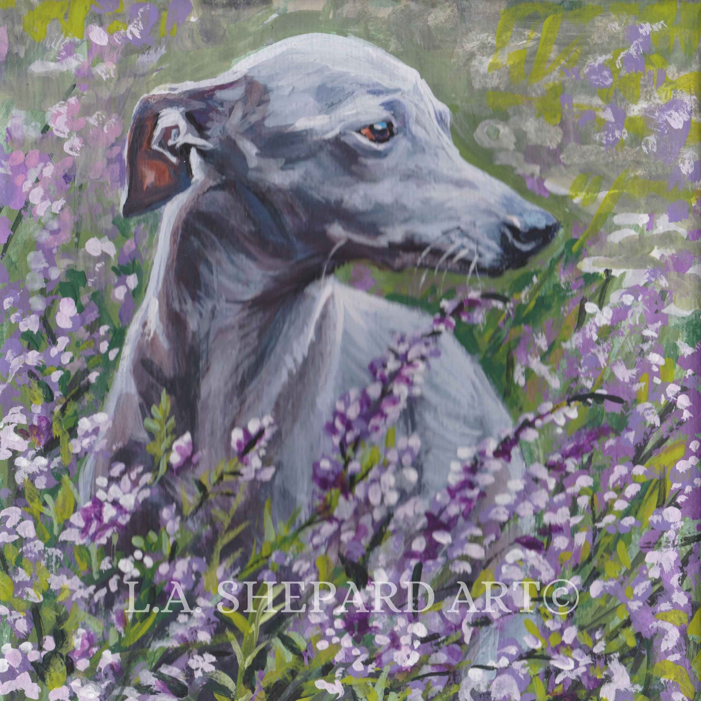 ITALIAN GREYHOUND dog portrait art canvas PRINT of LAShepard painting 8x8"
