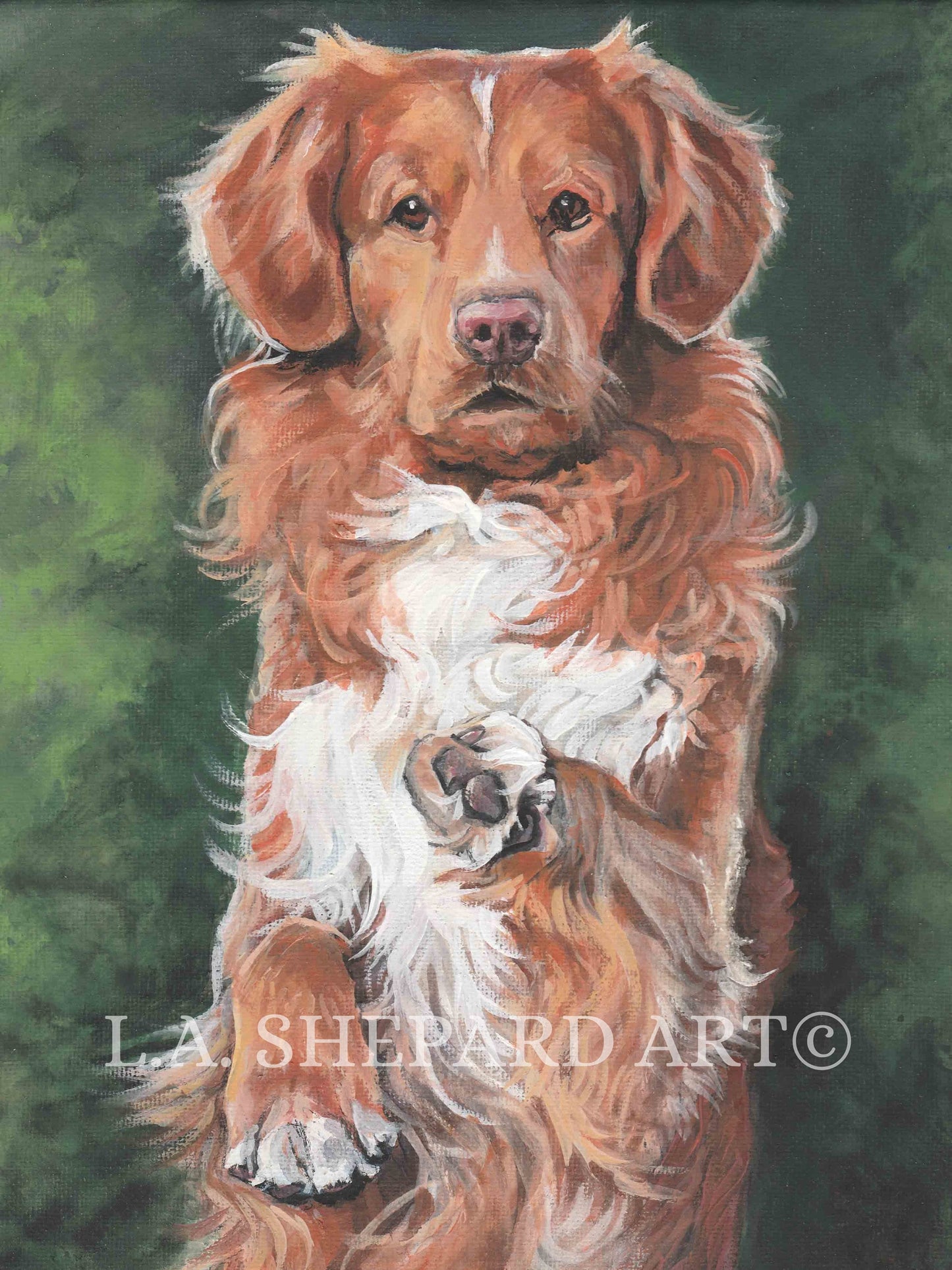 Nova Scotia Duck Tolling Retriever TOLLER dog ART canvas PRINT of LAShepard painting 12x16"