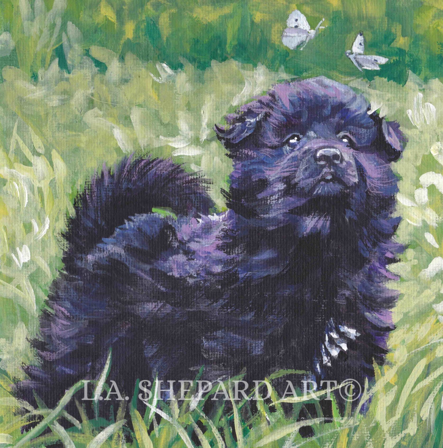 Swedish Lapphund dog art print of LAShepard painting 8x8