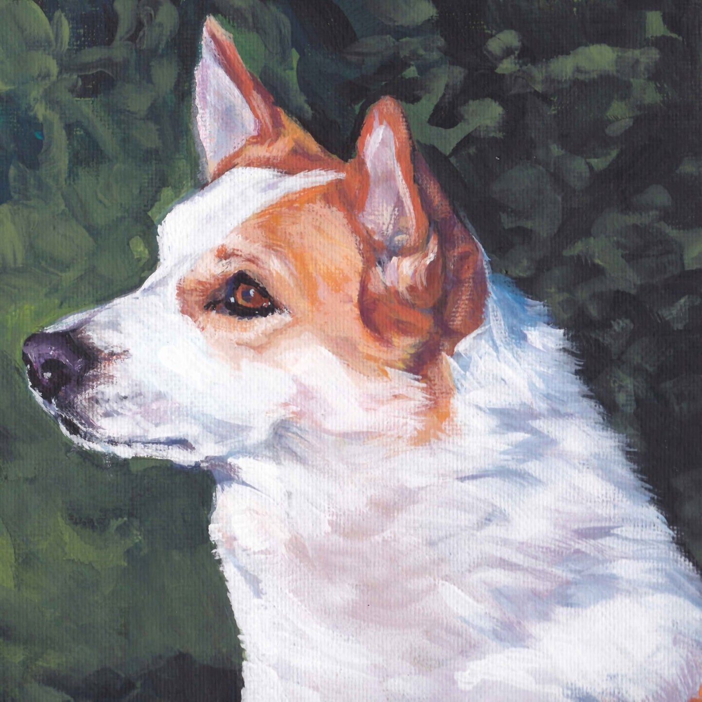 Norrbottenspets nordic spitz CANVAS print of LA Shepard painting 8x8