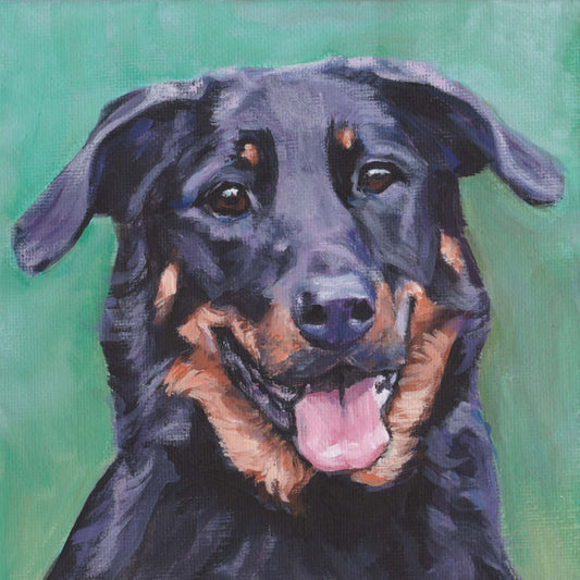 Beauceron dog portrait CANVAS print of LA Shepard painting 8x8 dog art