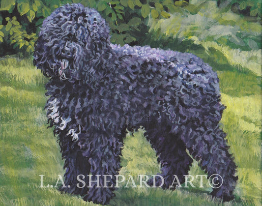 BARBET dog ART canvas PRINT of LAShepard painting 11x14"