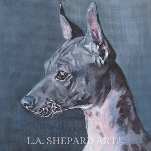 AMERICAN HAIRLESS Terrier dog portrait art print of LAShepard painting 8x8" AHT