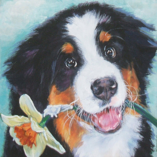 Bernese Mountain Dog art portrait CANVAS print of LA Shepard painting 12x12