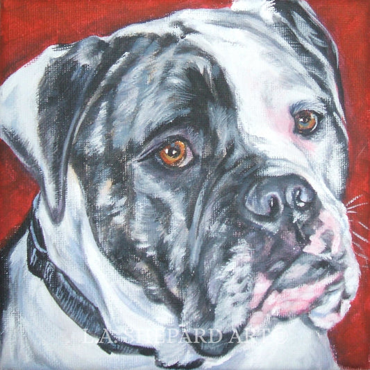 AMERICAN BULLDOG dog art portrait PRINT of LAShepard painting 12x12"