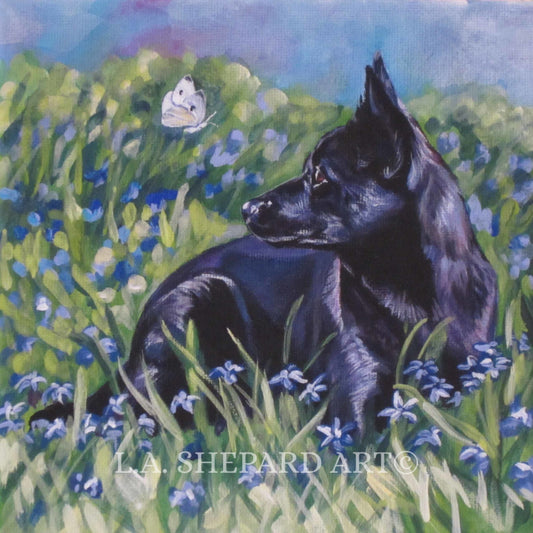 black AUSTRALIAN KELPIE dog portrait art canvas PRINT of LAShepard painting 12x12"