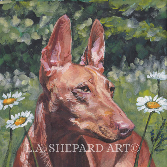 CIRNECO dell'Etna HOUND dog portrait art canvas PRINT of LAShepard painting 8x8"