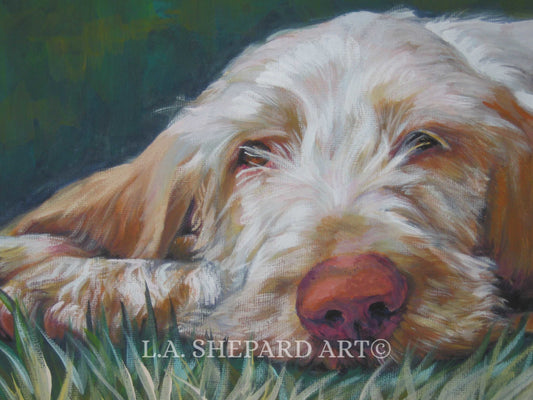 SPINONE ITALIANO DOG art portrait canvas print of LAShepard painting 8x10