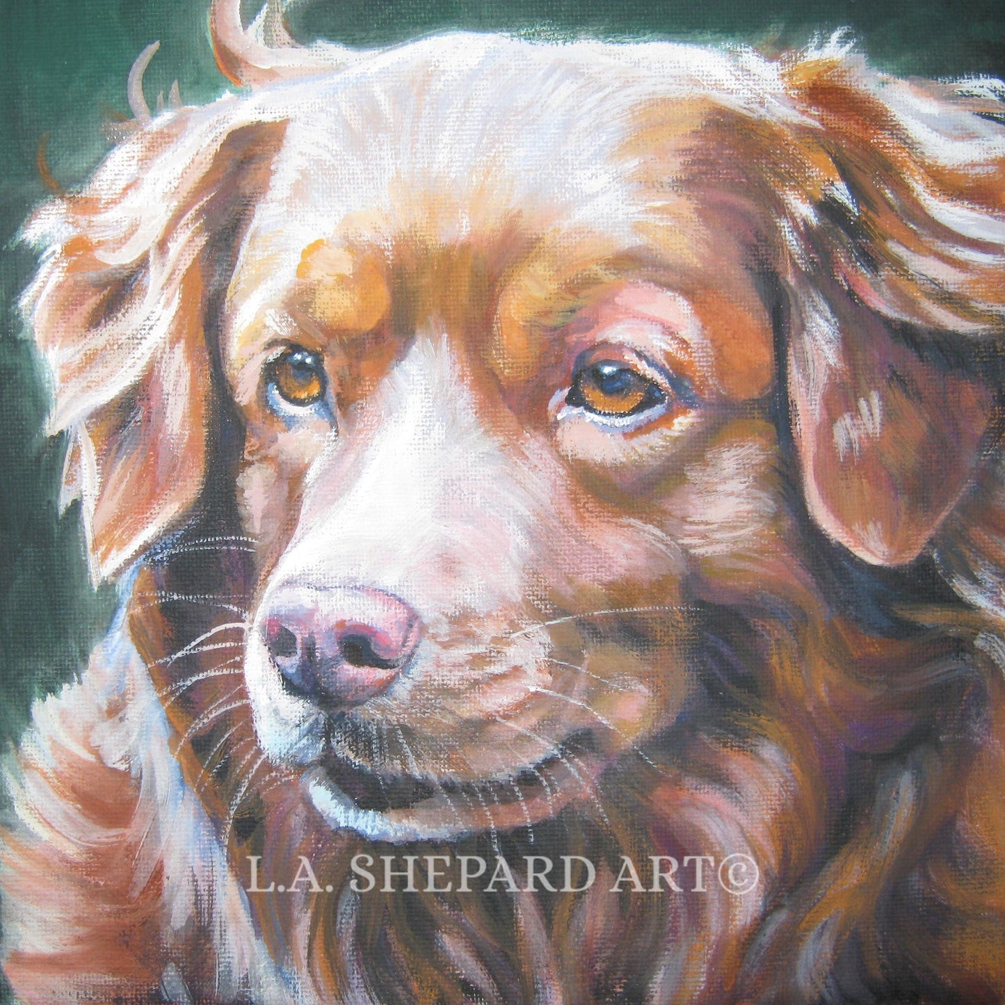 Nova Scotia Duck Tolling Retriever TOLLER dog ART canvas PRINT of LAShepard painting 12x12"