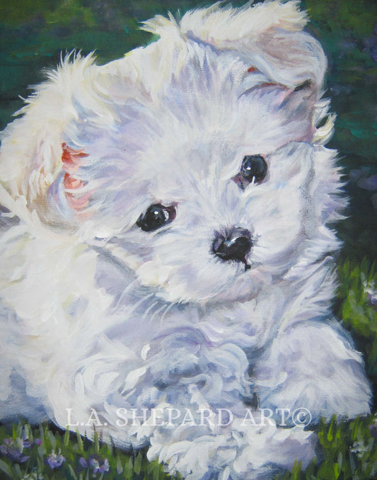 Maltese portrait dog art canvas print of LAShepard painting 8x10