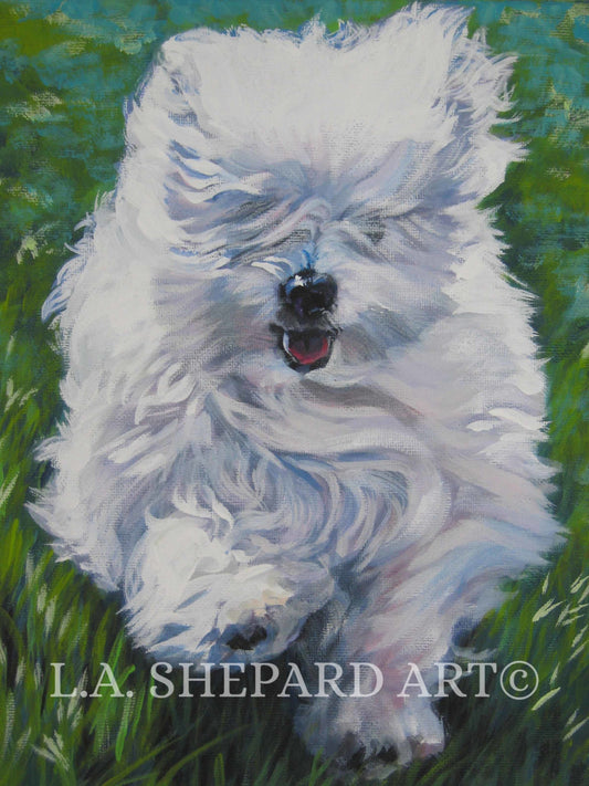 COTON De Tulear dog ART canvas PRINT of LAShepard painting 8x10