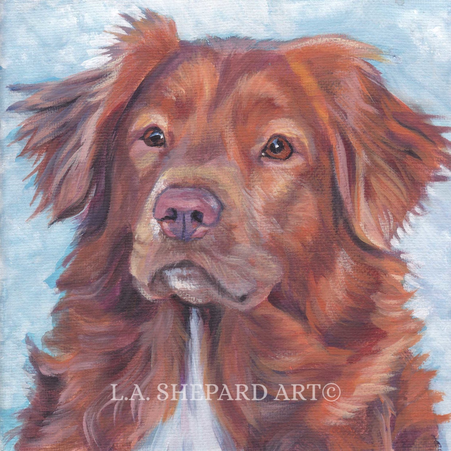 Nova Scotia Duck Tolling Retriever TOLLER dog portrait ART canvas PRINT of LAShepard painting 8x8"