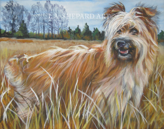 PYRENEAN SHEPHERD dog art canvas PRINT of LAShepard painting 8x10
