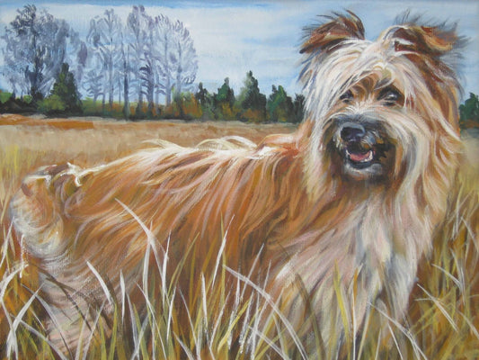 Pyrenean Shepherd art CANVAS print of LA Shepard painting 12x16 dog art